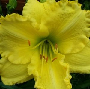 Meet your Posher, Sheila